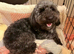Exceptional F1bbb Bordoodle Puppies – 5-Generation Known History & Hypoallergenic