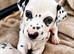 2 Dalmatian girls left looking for forever home