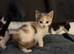 Kittens