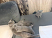 Beautiful Blue British Shorthair Kittens Ready Now