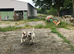 Jack russel cross beagle