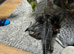 Savannah kittens for sale