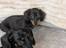Dachshund puppies