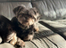 Shih Tzu dogs need rehoming