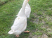 Four young geese looking for new home