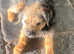 Border terrier stud dog
