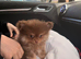 Pom