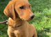 BEAUTIFUL LABRADOR PUPPY FOR SALE!