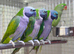 Derbyan parrot