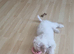 Beautiful bichon frise