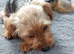 2 year old castrated male