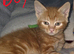 Ginger boys