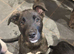 Collie x American bulldog puppies