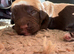 5 gorgeous cockapoo puppies