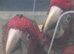 Two greenwing macaw chicks