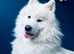 Samoyed KC for stud