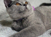 BIG Discount - Stunning British Shorthair
