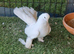 Serbian pigeons