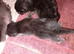 5 kittens fo sale