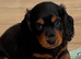 Longhair Miniature Dachshund