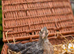 Female crested ceam Legbar grower