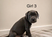 Cane corso puppies