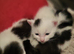 Beautiful kittens