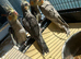 Beautiful Grey Pied Cockatiel chicks available to reserve