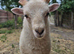 Registered Pedigree Ouessant ewes, wethers, lambs