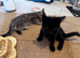 Two special kittens