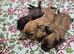 Male Shihpoo Puppy