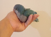 Blue baby Quaker hand reared