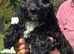 Beautiful F1 Cockapoo Puppies Ready to Go to Loving Homes Now Licenced Domestic Breeder