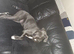 BLUE CANE CORSO