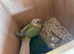 Proven pair conures