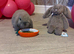 15 week old buck mini lop