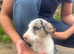 2 Blue Merle Bitch pups
