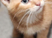 Mix mainecoon kittens