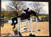 Riding club/showjumper
