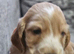 Cocker spaniel puppys