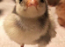 Polish Frizzle Chicks