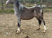 Registered welsh a fill