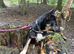 Mixed breed little dog