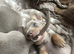 BEAUTIFUL MINIATURE DASHCHUND PUPPIES, KC REGISTERED