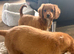 Gorgeous Cavapoo puppies ready now