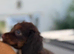Cocker spaniel pups