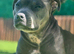 Staffordshire bull terrier puppies due mid July