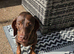 Dachshund