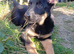 German Shepherd Cross puppies