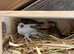 Java finch babies